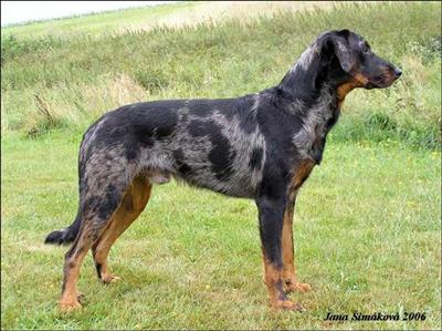 Stud Dogs - Beauceron