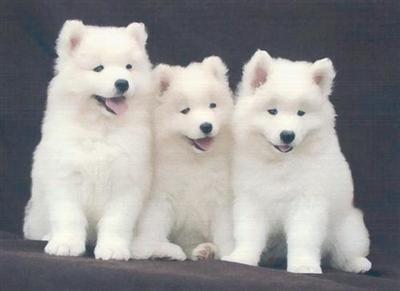 Samoyed Puppies for Sale