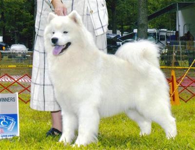 Stud Dogs in WI