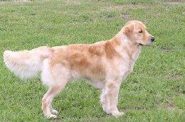 Female Dogs