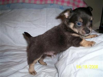 Puppies in Atlantic beach