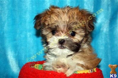 Maltipoo Puppies for Sale