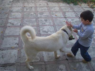 Stud Dogs - Siberian Husky
