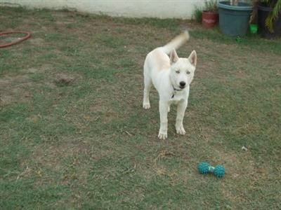 Dogs - Siberian Husky