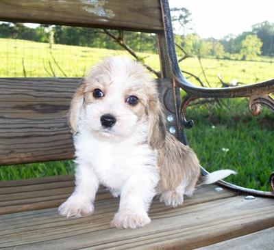 Beagle Puppies for Sale