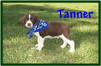 English Springer Spaniel Puppies for Sale