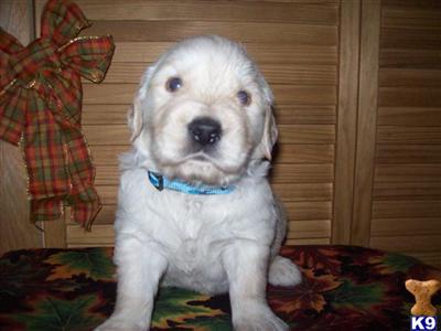 Puppies in MI