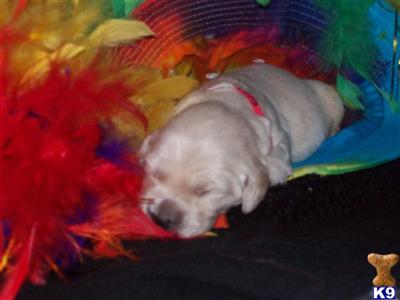 Puppies in MI