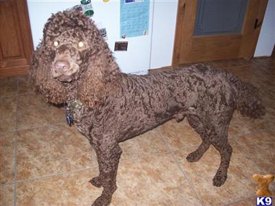 Stud Dogs - Poodle