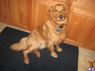 Stud Dogs - Golden Retriever