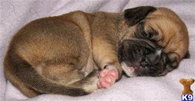 Mixed Breed Puppies for Sale