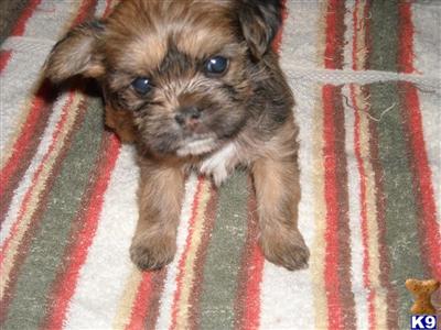 Shih+tzu+poodle+mix+puppies+for+sale+texas