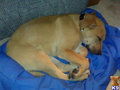Dogs for Sale in MD