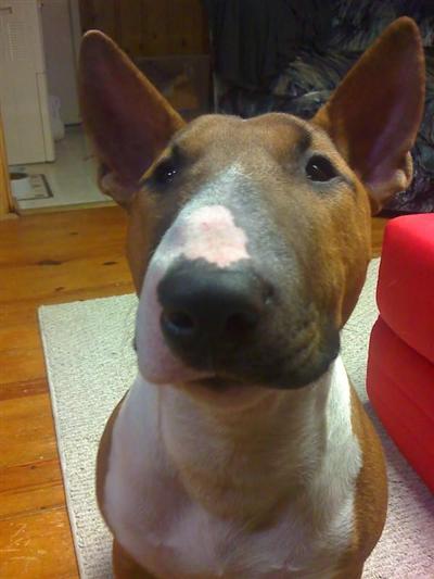 Stud Dogs - Bull Terrier