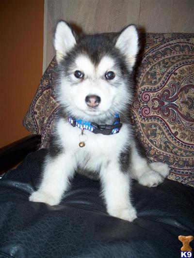 Puppies in FL