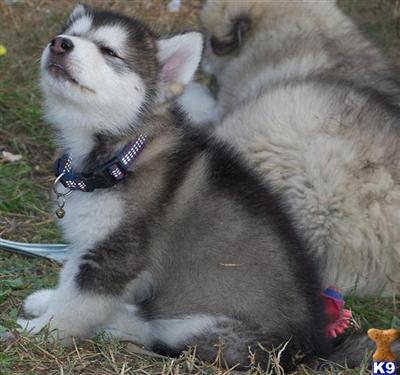 Puppies in FL
