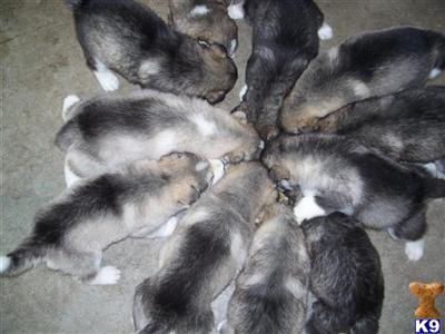 Alaskan Malamute Puppies for Sale