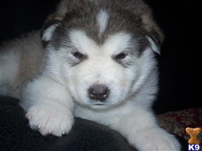 Alaskan Malamute Puppies for Sale
