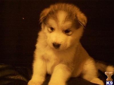 Alaskan Malamute Puppies for Sale