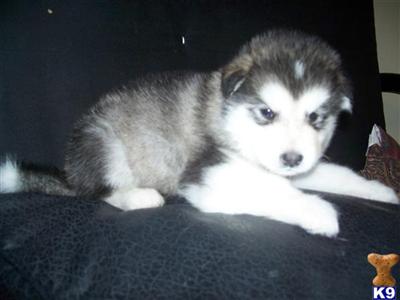 Alaskan Malamute Puppies for Sale