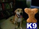 Rescue Dogs