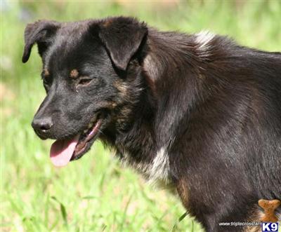 Dogs - Australian Cattle Dog