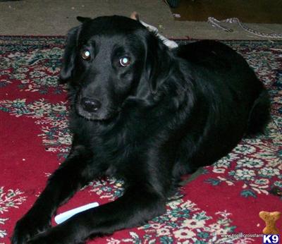 Dogs - Golden Retriever