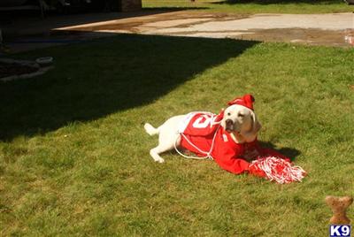 Stud Dogs in MI