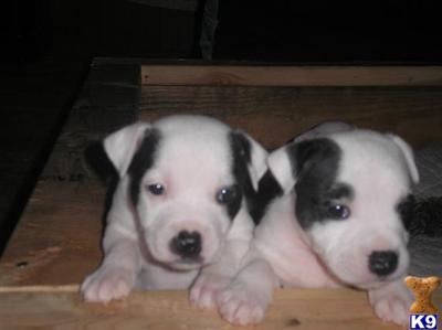 Staffordshire Bull Terrier Puppies for Sale