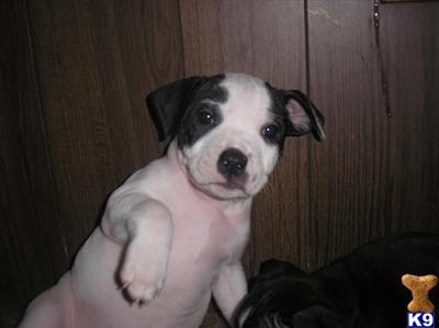 Staffordshire Bull Terrier Puppies for Sale