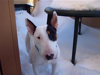 Stud Dogs - Bull Terrier
