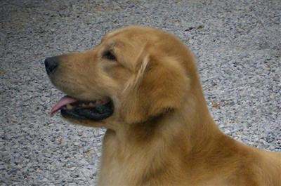 Stud Dogs - Golden Retriever