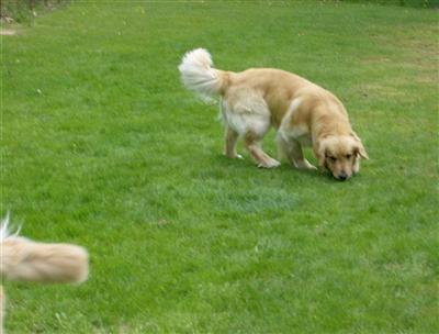 Stud Dogs - Golden Retriever