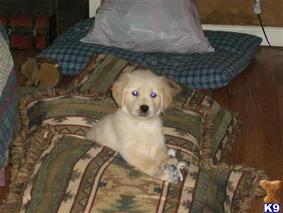 Puppies in PA