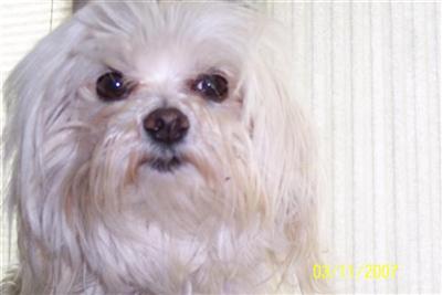 Stud Dogs - Maltese