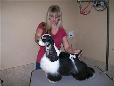 American Cocker Spaniel Puppies for Sale