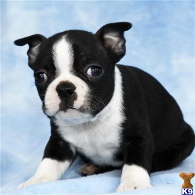 Boston Terrier Puppies for Sale
