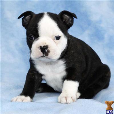 Boston Terrier Puppies for Sale