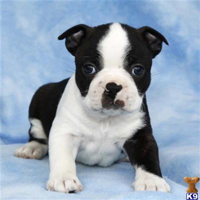 Boston Terrier Puppies for Sale
