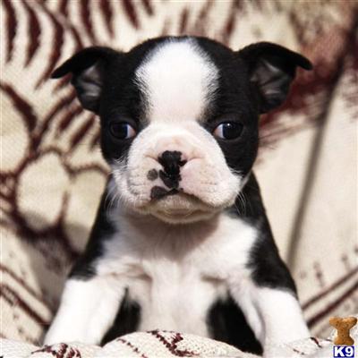 Boston Terrier Puppies for Sale