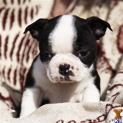 Boston Terrier Puppies for Sale