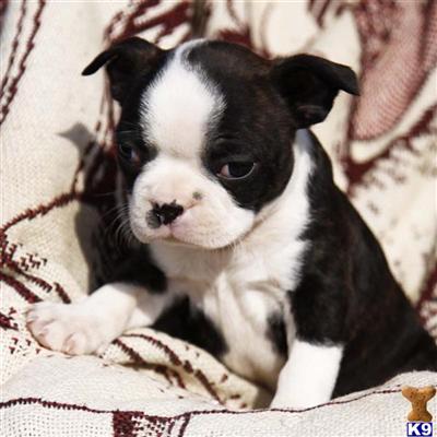 Boston Terrier Puppies for Sale