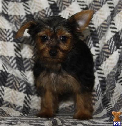 Yorkshire Terrier Puppies for Sale