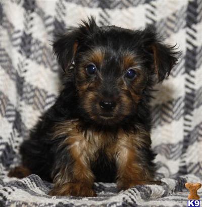 Yorkshire Terrier Puppies for Sale