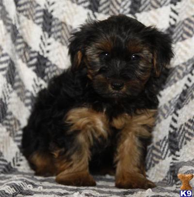 Yorkshire Terrier Puppies for Sale