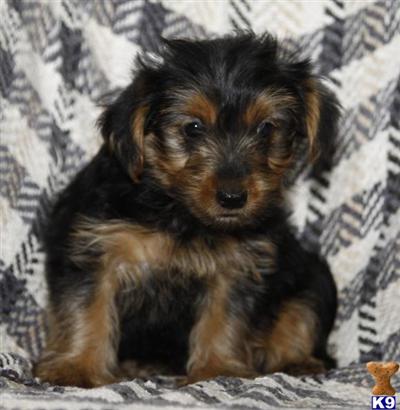 Yorkshire Terrier Puppies for Sale