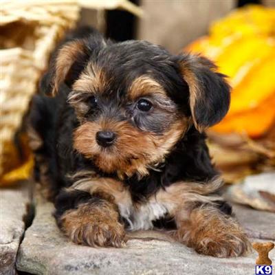 Yorkshire Terrier Puppies for Sale