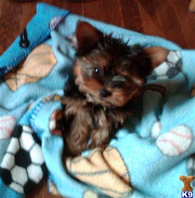 Yorkshire Terrier Puppies for Sale