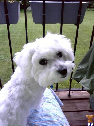 Puppies in MA