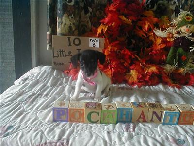 Puppies in AR